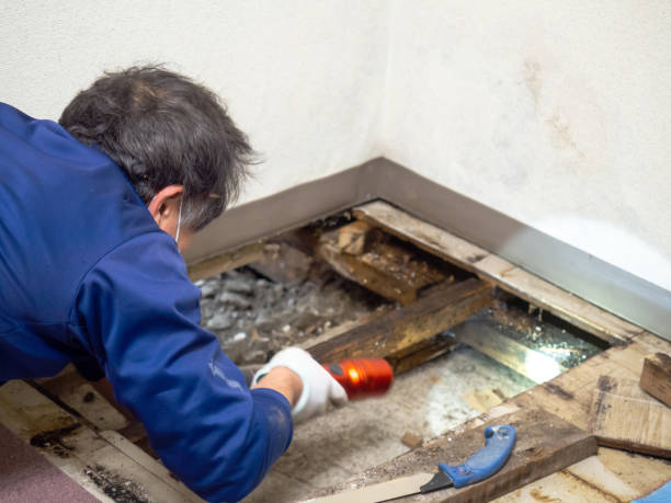Best Attic Mold Removal  in Spring Grove, IL