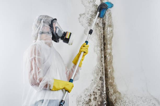 Best Residential Mold Removal  in Spring Grove, IL