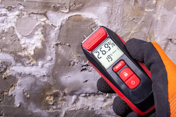 Attic Mold Removal in Spring Grove, IL