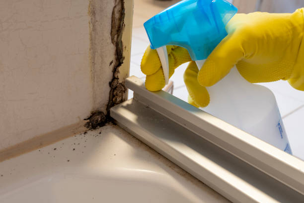 Best Mold Removal Company Near Me  in Spring Grove, IL