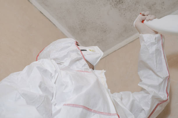 Best Toxic Mold Removal  in Spring Grove, IL