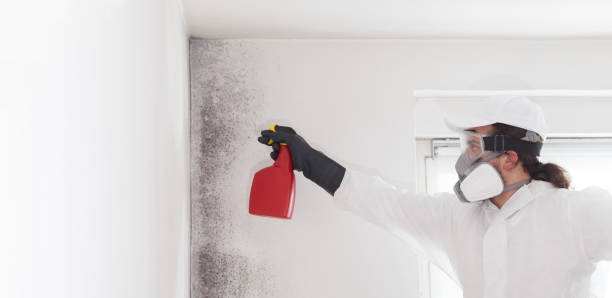 Best Office Mold Removal Services  in Spring Grove, IL
