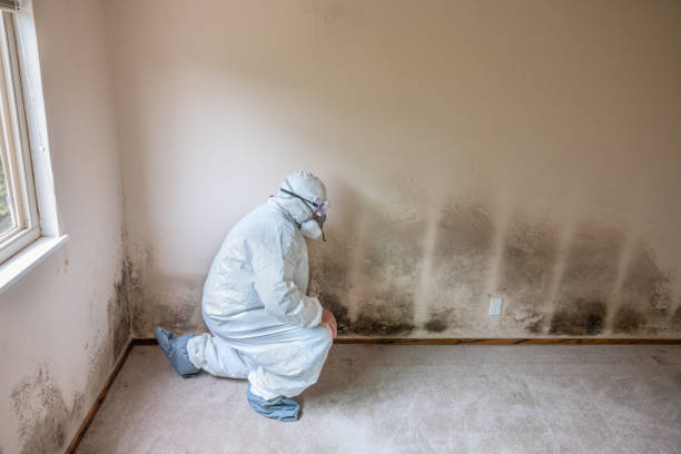 Best Mold Testing  in Spring Grove, IL