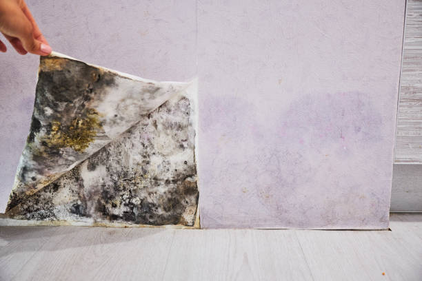 Water Damage Restoration in Spring Grove, IL
